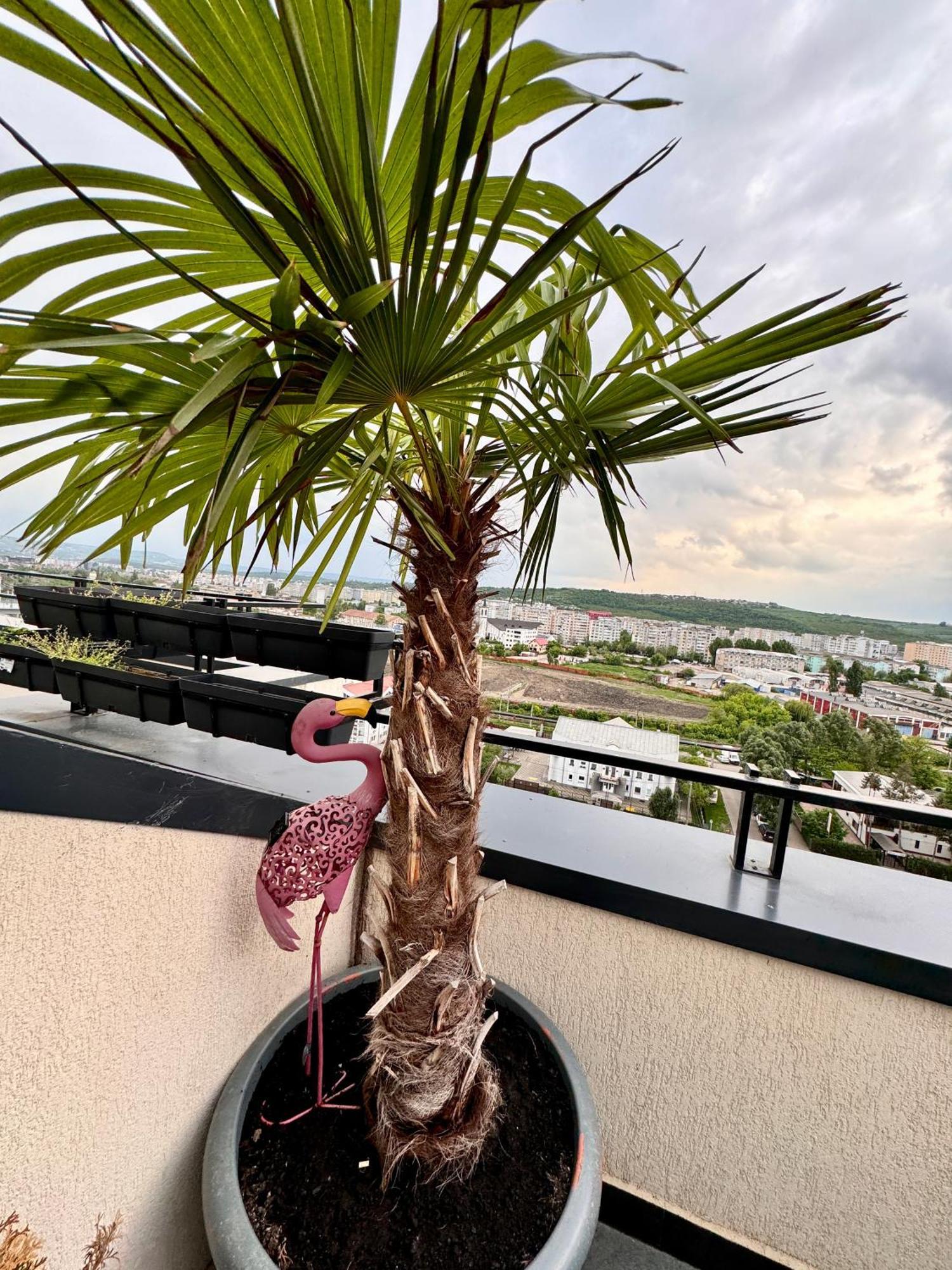 Penthouse Exclusive View , Iasi公寓 外观 照片